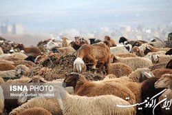 گوشت نباید با قیمت بالا به دست مصرف کننده برسد