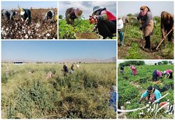 توجه مسئولان به شنیده‌شدن صدای کارگران در سازمان بین‌المللی کار