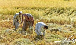 اجرای طرح جهش تولید در دیمزارها از ۴ میلیون و ۲۰۰ هزار هکتار عبور