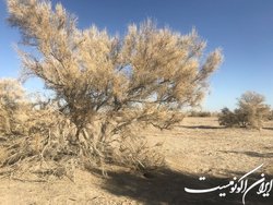 آیا بیابان‌های ایران جنگل دارند؟