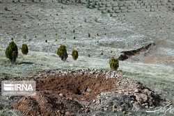 تدوین طرح تولید ۱۰ میلیون نهال جنگلی توسط زنان روستایی و عشایری