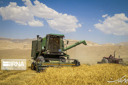 افزایش ۲۶ درصدی خرید تضمینی گندم نسبت به سال گذشته