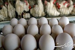 تعیین نرخ تخم مرغ بسته بندی و جلوگیری از گران فروشی