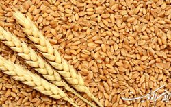 خرید تضمینی ۳۸ هزار تن گندم