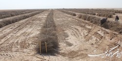 فرسایش بادی سالانه 650 میلیون دلار خسارت به ‌کشور وارد می کند