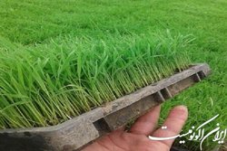 ریل‌گذاری جدید سازمان تات برای تحقق کشاورزی دانش بنیان
