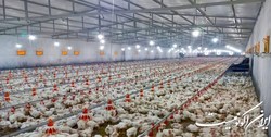 1.2 میلیون تن ظرفیت خالی در صنعت مرغداری داریم