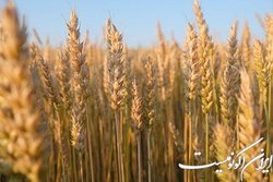 افزایش ۳۱ درصدی خرید تضمینی گندم تاکنون