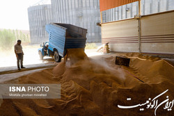 مطالبات‌ گندم‌کاران تا چند روز دیگر پرداخت می‌شود