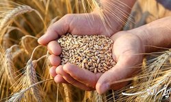 خرید تضمینی گندم از مرز ۳ میلیون تن گذشت