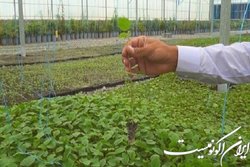 قیمت چای خشک داخلی متناسب با افزایش هزینه‌های تولید است