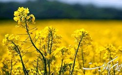 افزایش قیمت کلزا در سال زراعی جاری
