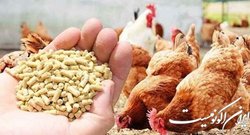 اصول جیره‌نویسی فیزیولوژیک