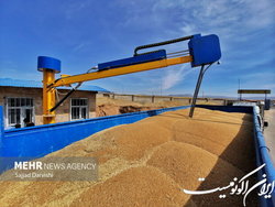 خرید گندم از ۶ میلیون تن گذشت