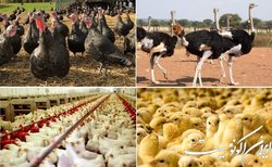 چالش‌های کارآفرینی در صنعت طیور