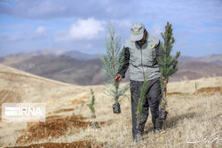 شناسایی روستاها برای تولید نهال در دستور کار قرار گرفت