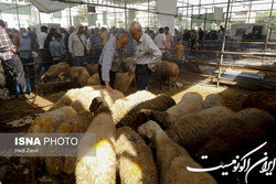 اعلام روش‌های مشارکت مردم در پویش «نذر قربانی»