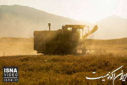 دامن طلایی لرستان
