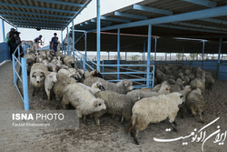 اعلام آمادگی ایران برای خرید دام زنده از پاکستان