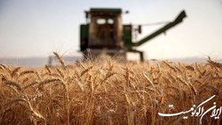 خرید تضمینی گندم به مرز ۹ میلیون تن رسید