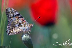 ۴.۵ میلیون نمونه حشره در مجموعه ذخایر ژنتیکی موسسه تحقیقات گیاهپزشکی موجود است