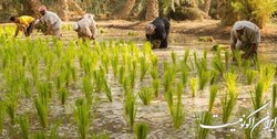 عراق کاشت برنج و ذرت را به دلیل خشکسالی متوقف کرد