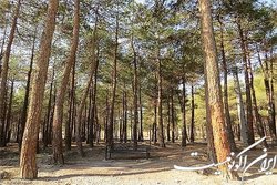 وعده آبفا برای آبیاری درختان بوستان چیتگر
