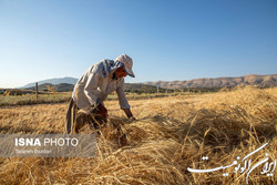 بیش از ۹ میلیون و۸۰۰ هزارتن گندم خریداری شد