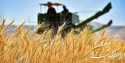 10 هزار میلیارد تومان برای پرداخت به گندم‌کاران اختصاص یافت