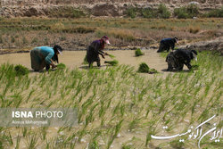 شیوع بیشتر بیماری در استان‌های شمالی