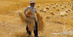کام شیرین گندمکاران از خرید مناسب دولت به جای پرداخت ارز به‌ کشاورز خارجی‌