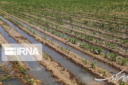 دستور رئیس‌جمهور برای توسعه آبیاری زیرسطحی در کشور