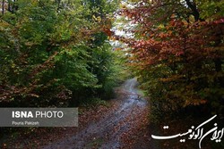 افزایش تنوع‌زیستی جنگل‌های هیرکانی تحت حفاظت دانشگاه تربیت‌مدرس به روایت تصویر