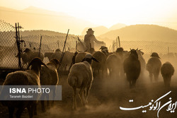 ارائه تسهیلات به دامداران عشایری