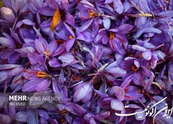حذف عوارض صادراتی زعفران