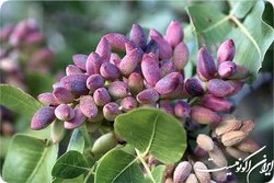 صادرات ۱۱۰ میلیون دلاری پسته در ۵ ماه نخست سال