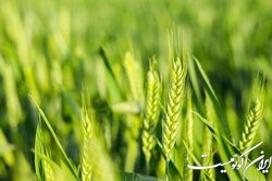 غیبت نمایندگان دولتی و بلاتکلیفی قیمت کالاهای اساسی