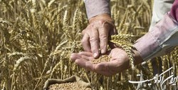 جزئیات جلسه‌ تعیین قیمت خرید تضمینی 32 قلم کالای کشاورزی