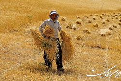 خرید نسیه گندم با وعده نقد