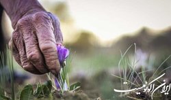توقف عرضه زعفران سال گذشته به نفع زعفران کاران