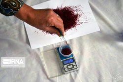 رشد ۵۲ درصدی صادرات زعفران در سال جاری