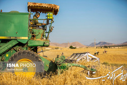 چرا قیمت خرید تضمینی گندم هنوز اعلام نشده است؟
