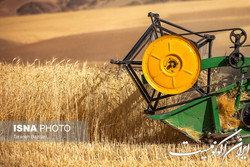 خرید تضمینی گندم از ۱۰ میلیون ۳۰۰هزار تن گذشت