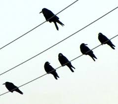 یک کلاغ، چهل کلاغ پیش بینی ها یک کلاغ، چهل کلاغ پیش بینی ها