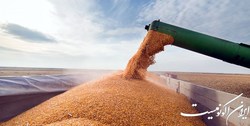 اختلاف نظر جدی کشورهای اروپایی بر سر واردات غلات از اوکراین