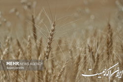 ۱۰ میلیون و ۳۲۲ هزار تن گندم خریداری شد