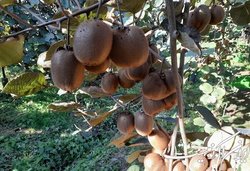 صادرات کیوی از مهر ماه آغاز می شود