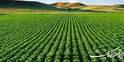 آغاز سال زراعی جدید در بی‌خبری کشاورزان از قیمت‌های تضمینی