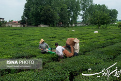 واردات چای خارجی منوط به خرید چای داخلی شد