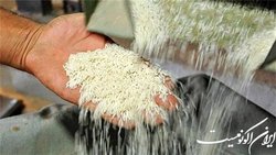 خرید برنج داخلی در فصل ممنوعیت واردات